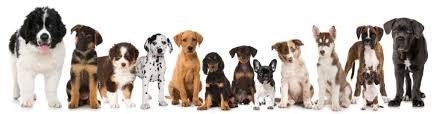dogs