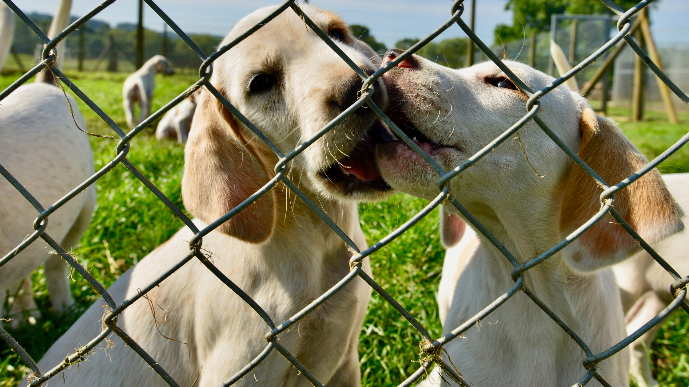 Pet sitting V Dog Kennels? Which is best for your pet?