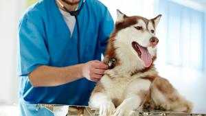 dog_vaccines2