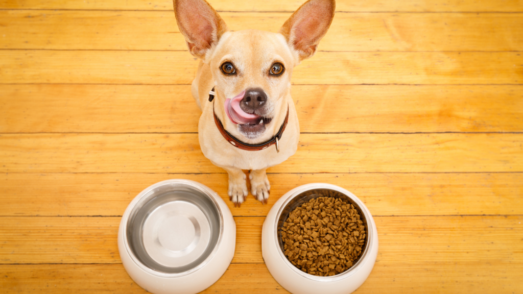 Raw Food Diet vs. Kibble What Should I Feed My Dog?