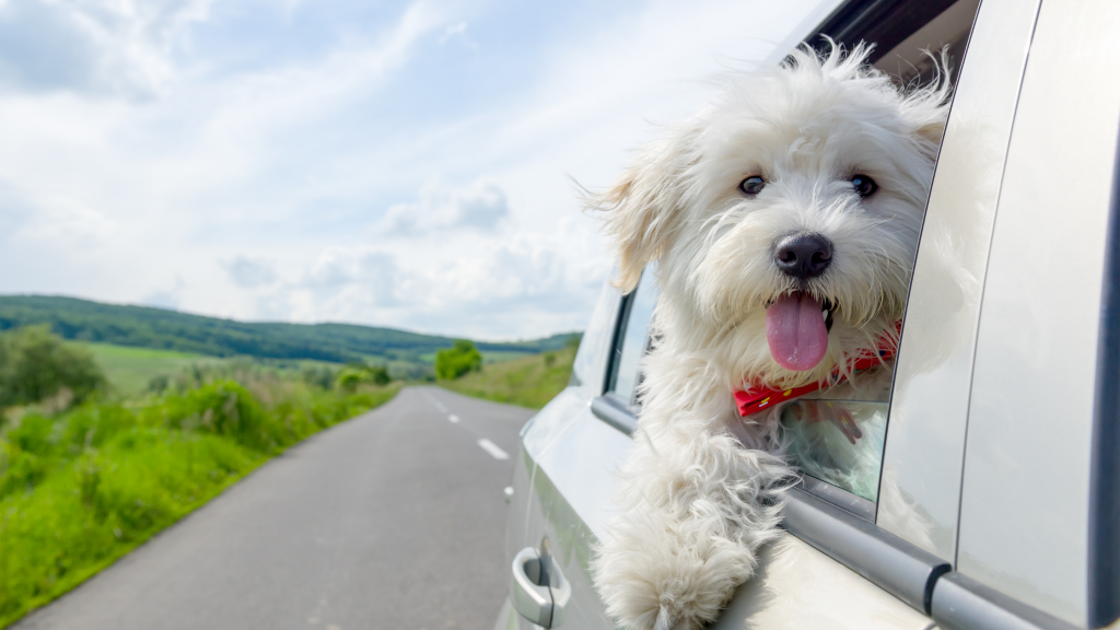 Travelling with dogs