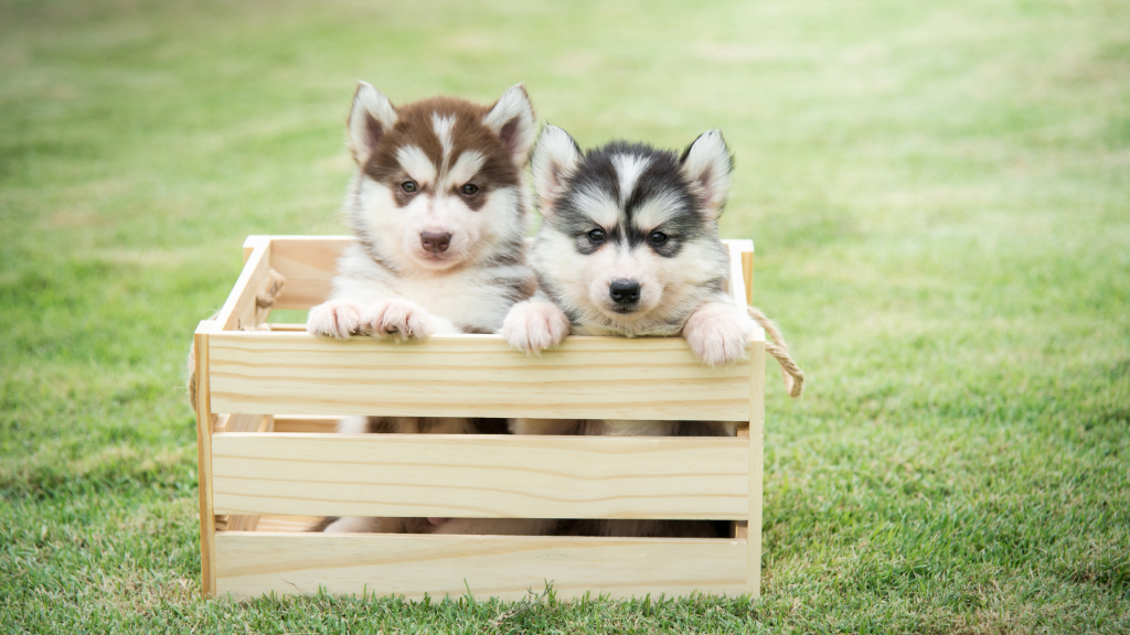 puppies in crate