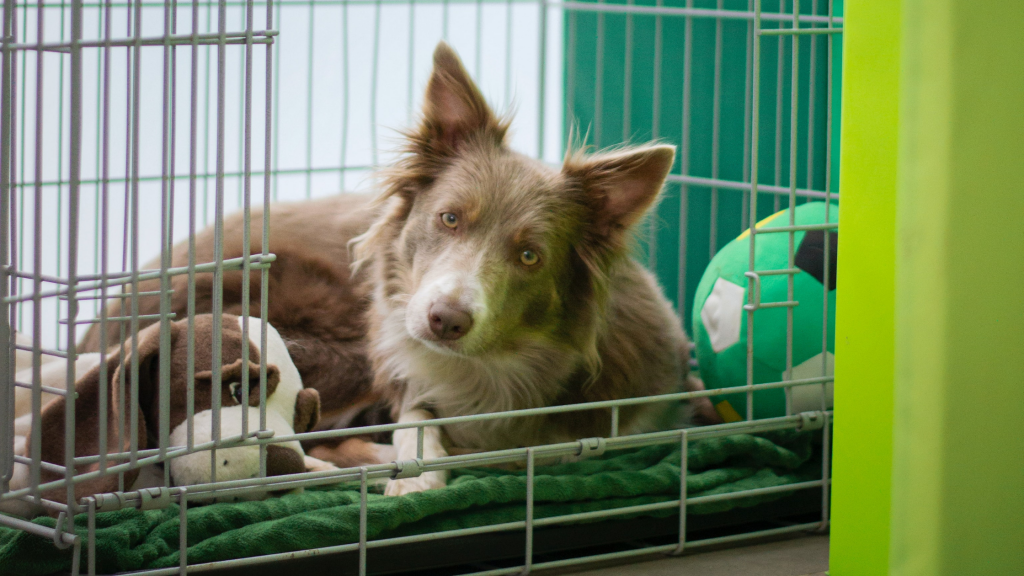 dog in crate