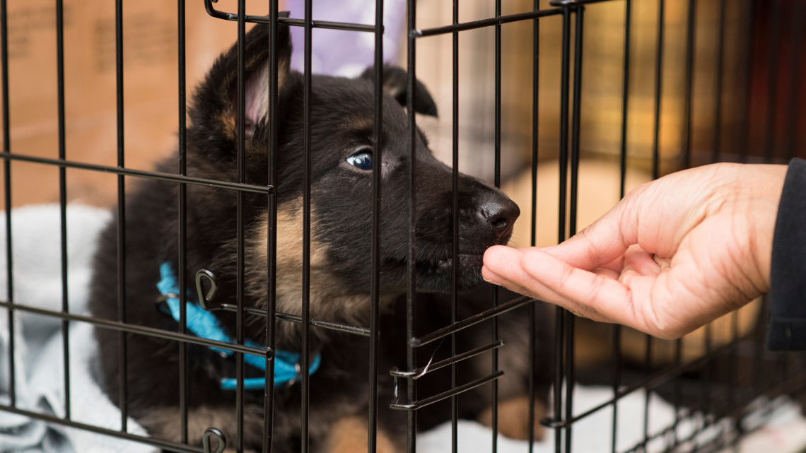 dog in crate