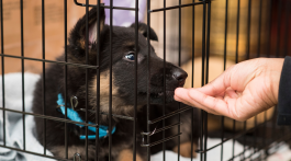 dog in crate