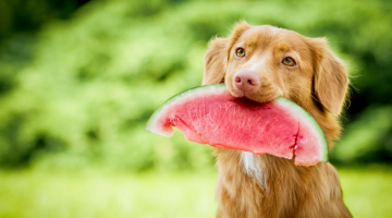 dog eats watermellon