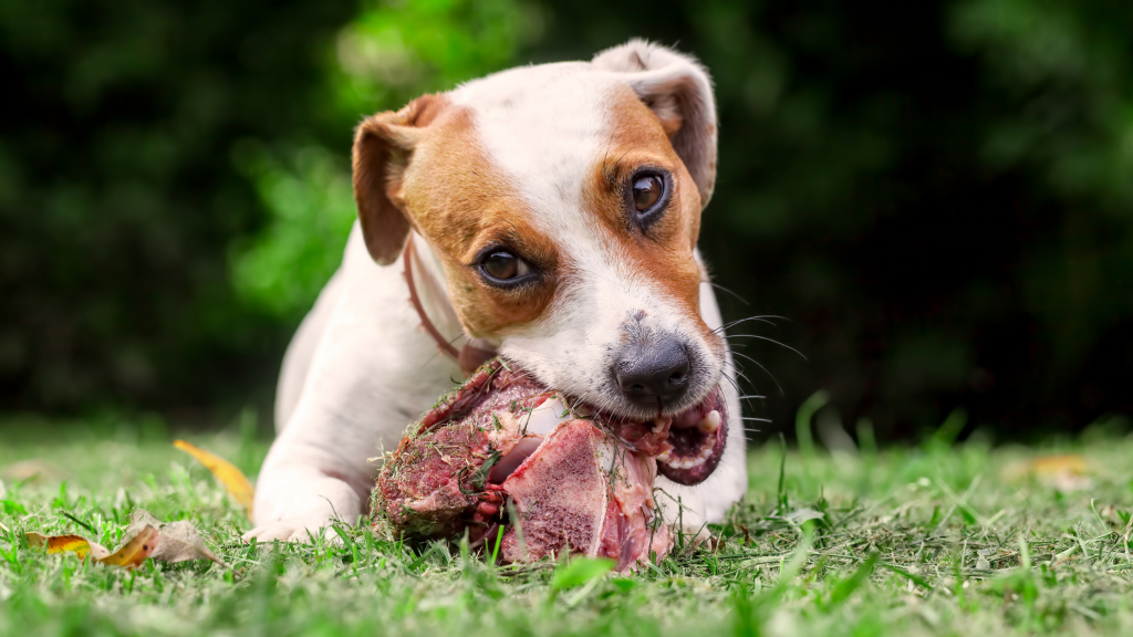 dog with bone