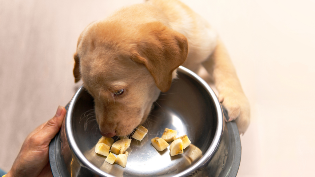 Dog eating banana