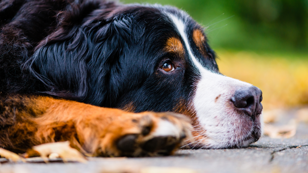 dog resting