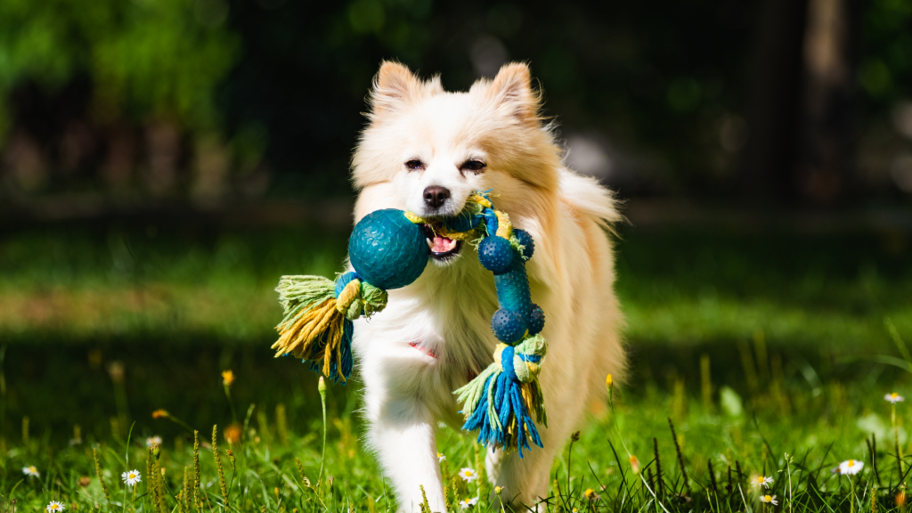 Toys for Energetic Dogs