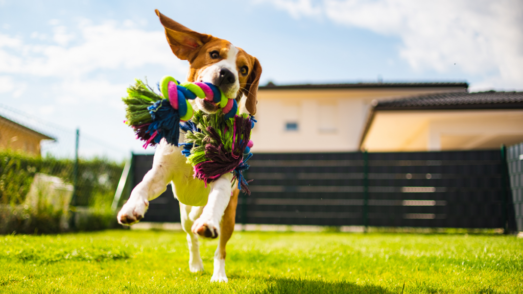 Toys for Energetic Dogs