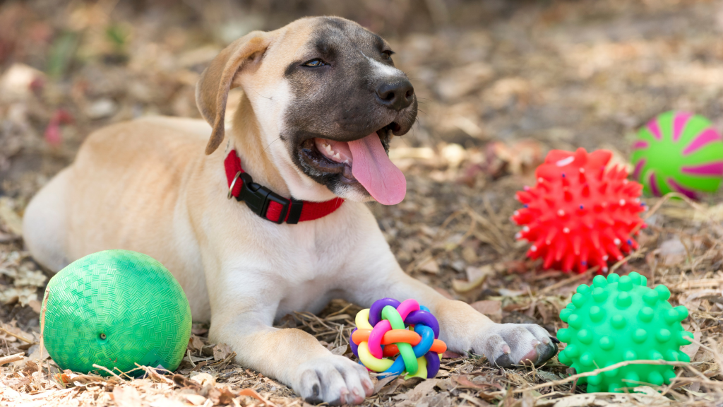 Dog Toys: Effective to Beat Doggy Boredom