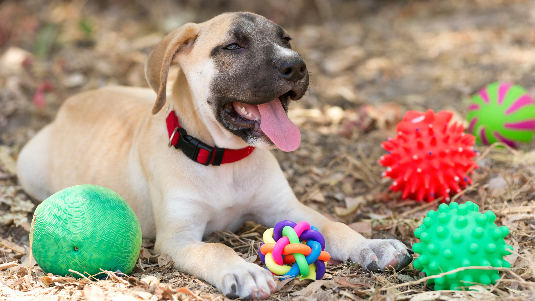Best Toys For High-Energy Dogs: Buyer's Guide and Reviews