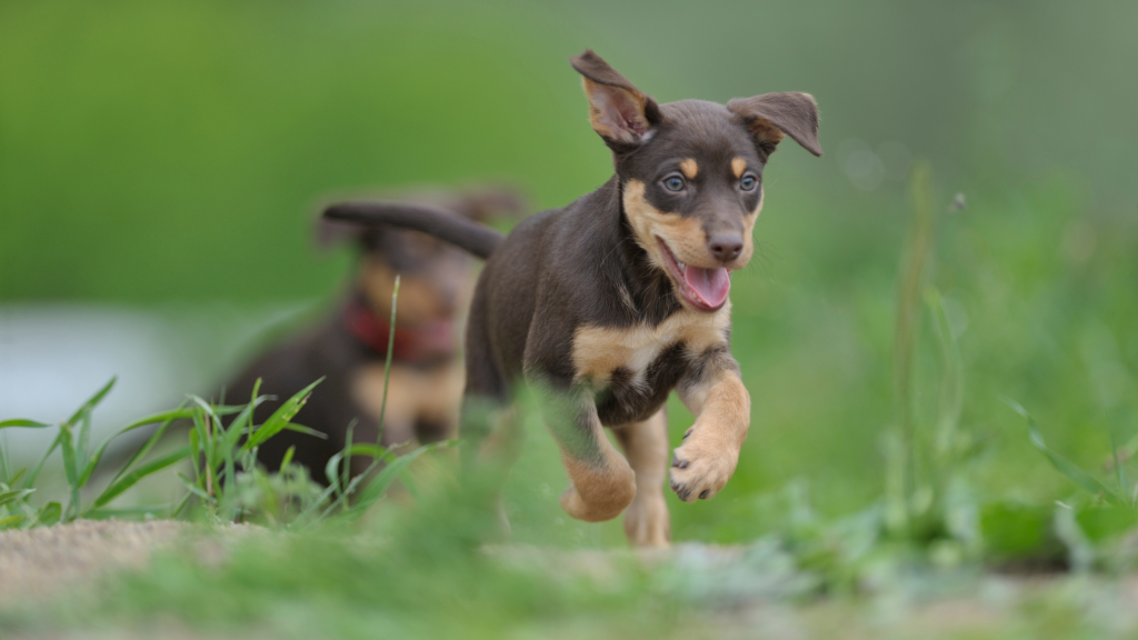 Best Toys For High-Energy Dogs: Buyer's Guide and Reviews