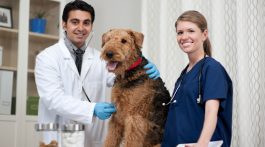 Dog Health