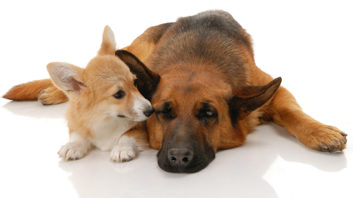 Dogs