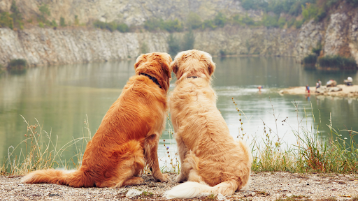 Feeding two dogs