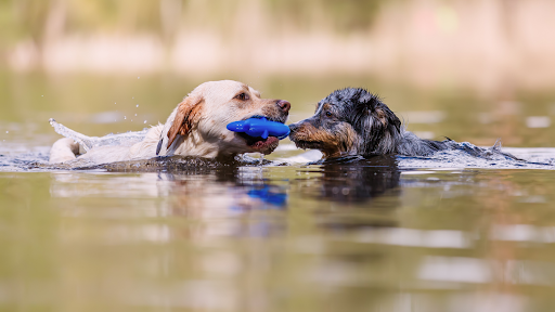 Training multiple dogs