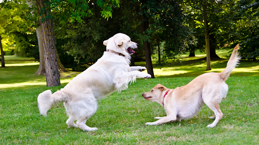 Training two dogs