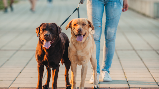 Walking two dogs