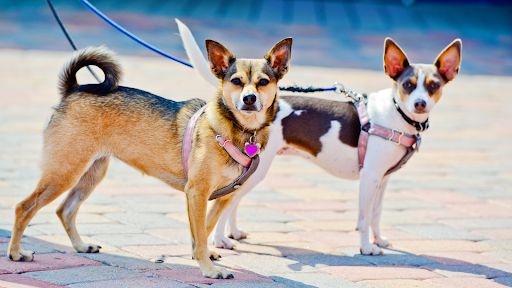 walking multiple dogs