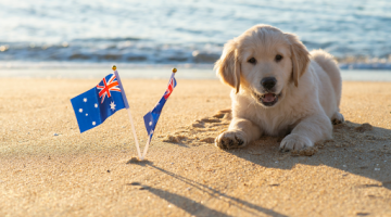 Holidays with Aussie dogs