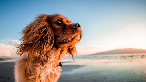 Dog parks in Melbourne