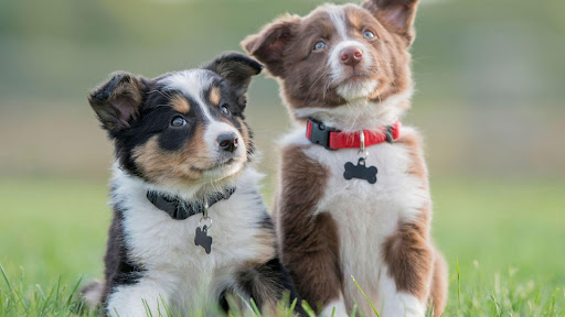 https://www.happyhousesitters.com.au/blog/wp-content/uploads/2022/07/Puppy-Proof-Home.jpg