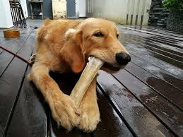 Dog bone