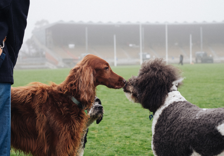 dog park melbourne