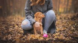 Benfits of pet sitters
