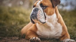 bulldog