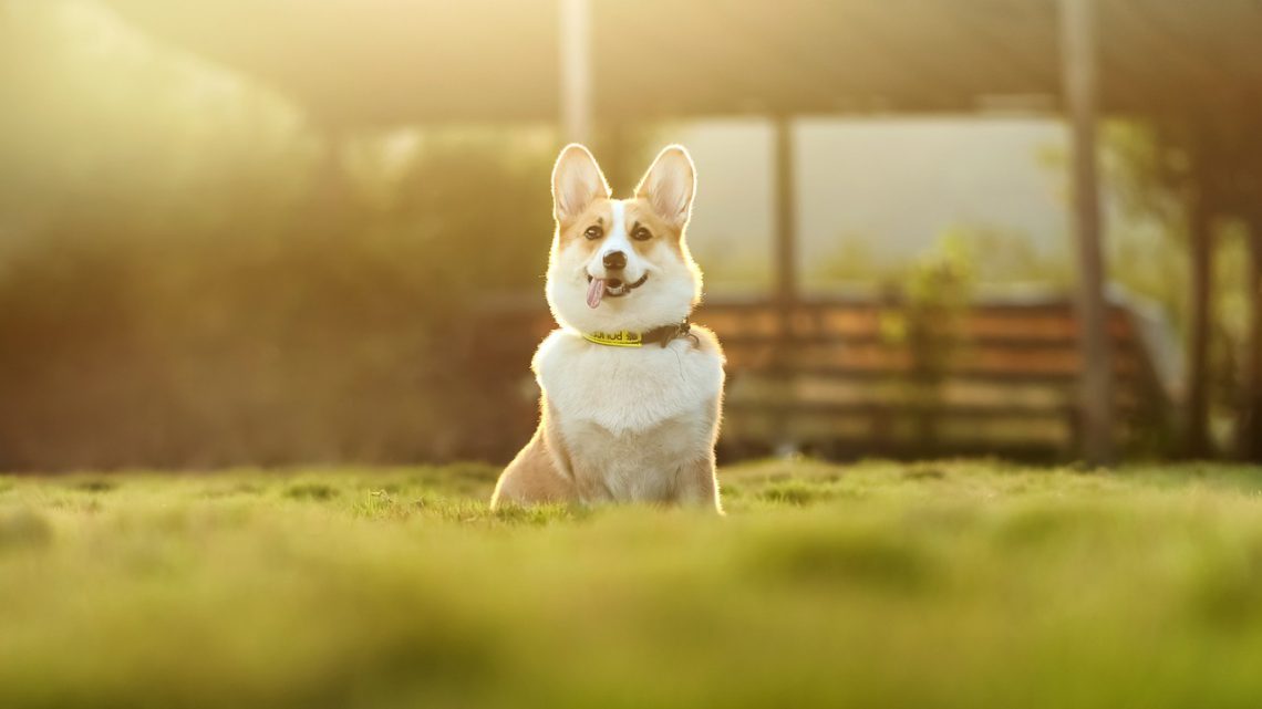 pet sitter cost