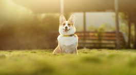 pet sitter cost