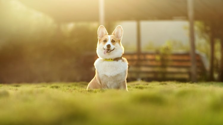 pet sitter cost