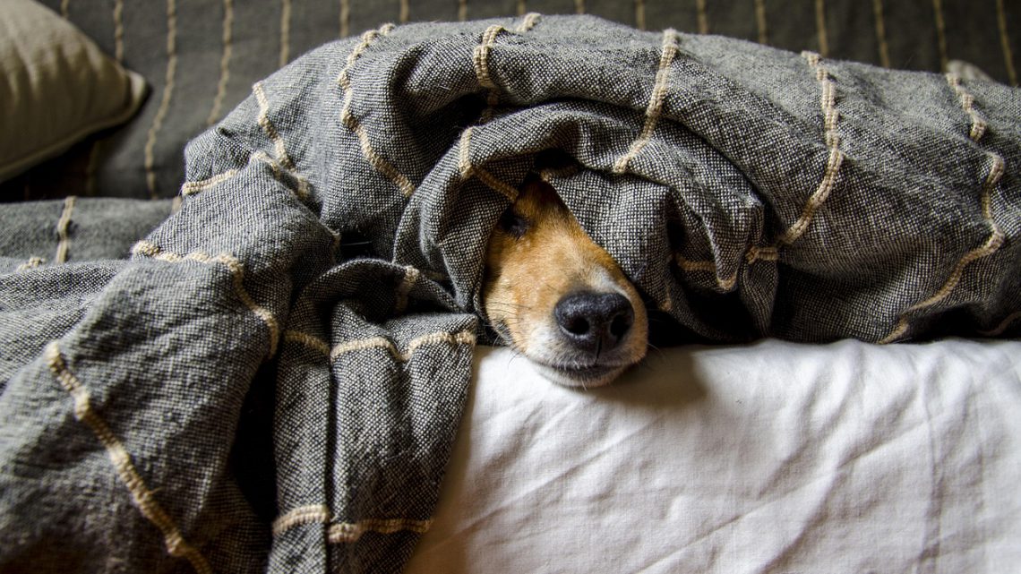 dog in blanket