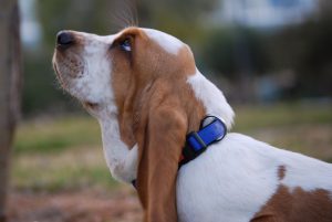 basset-hound-