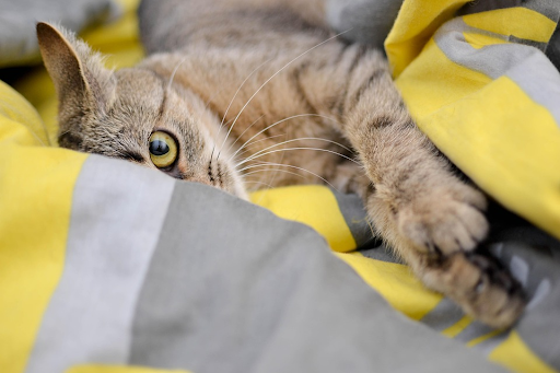 Cat Sitters