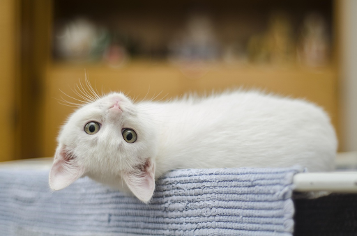 Cat Sitters