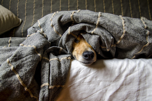 Long Term Pet Sitters