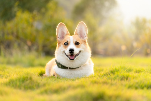 Long Term Pet Sitters